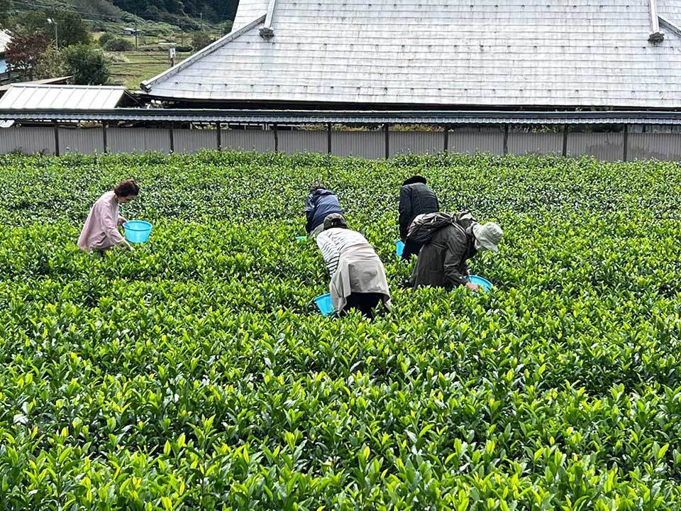 茶摘みをしている様子