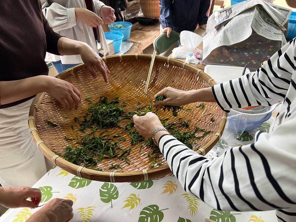 蒸した緑茶をほぐしている様子