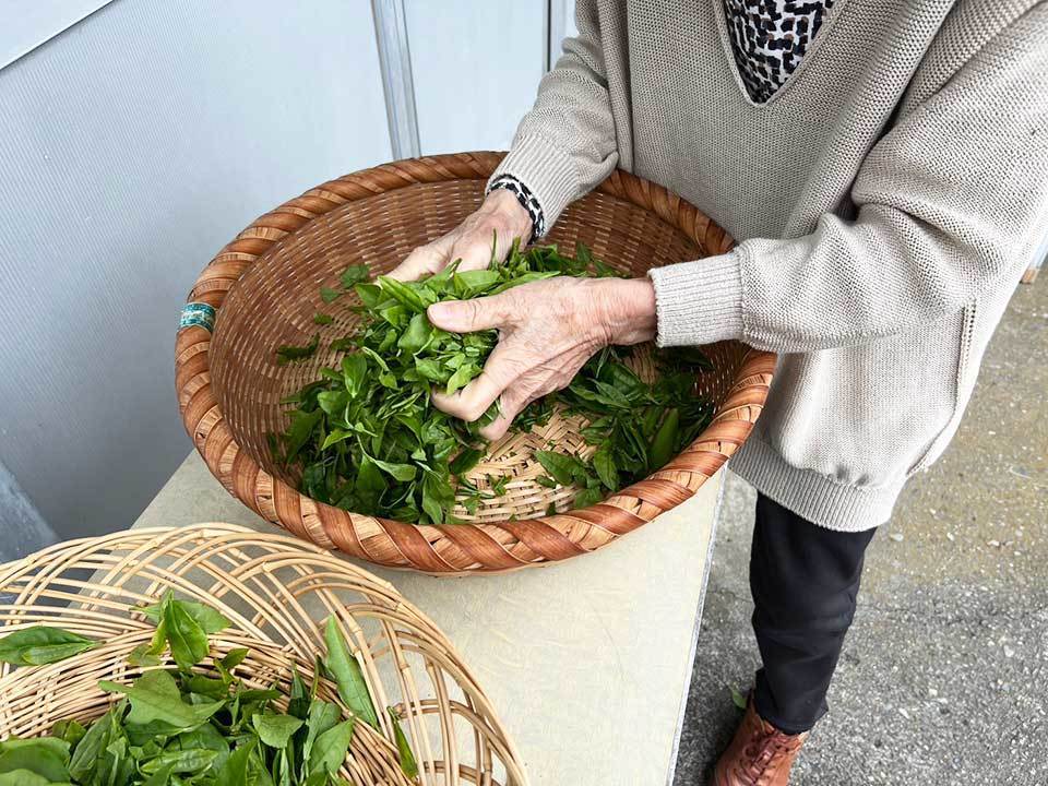 烏龍茶を作っている様子